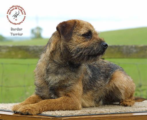 Border Terrier 9W009D-134.JPG